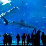 field trip to Aquarium