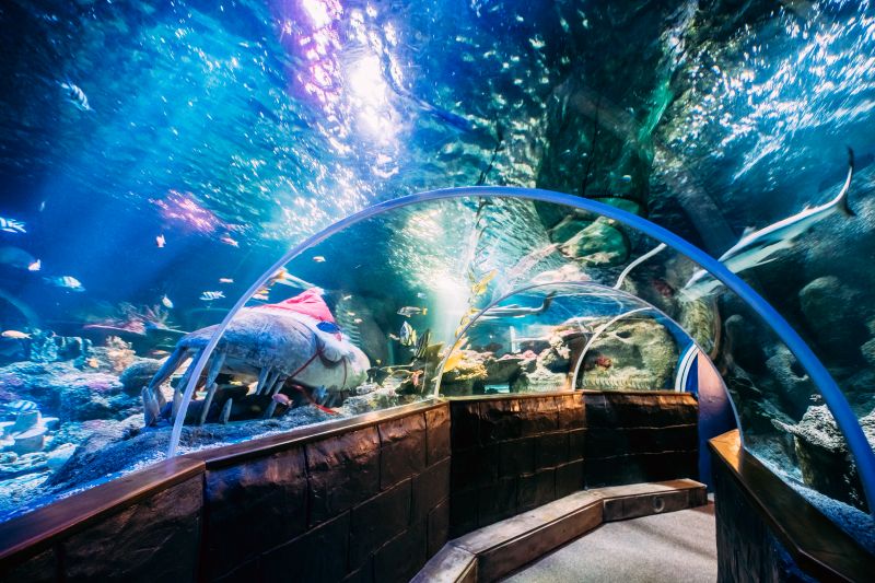tunnel in oceanarium